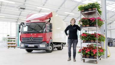 The Mercedes-Benz Atego delivers poinsettias during the  advent period