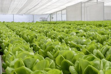 Daimler Trucks & Buses plant in Brazil opens an "urban farm" for growing its own vegetables