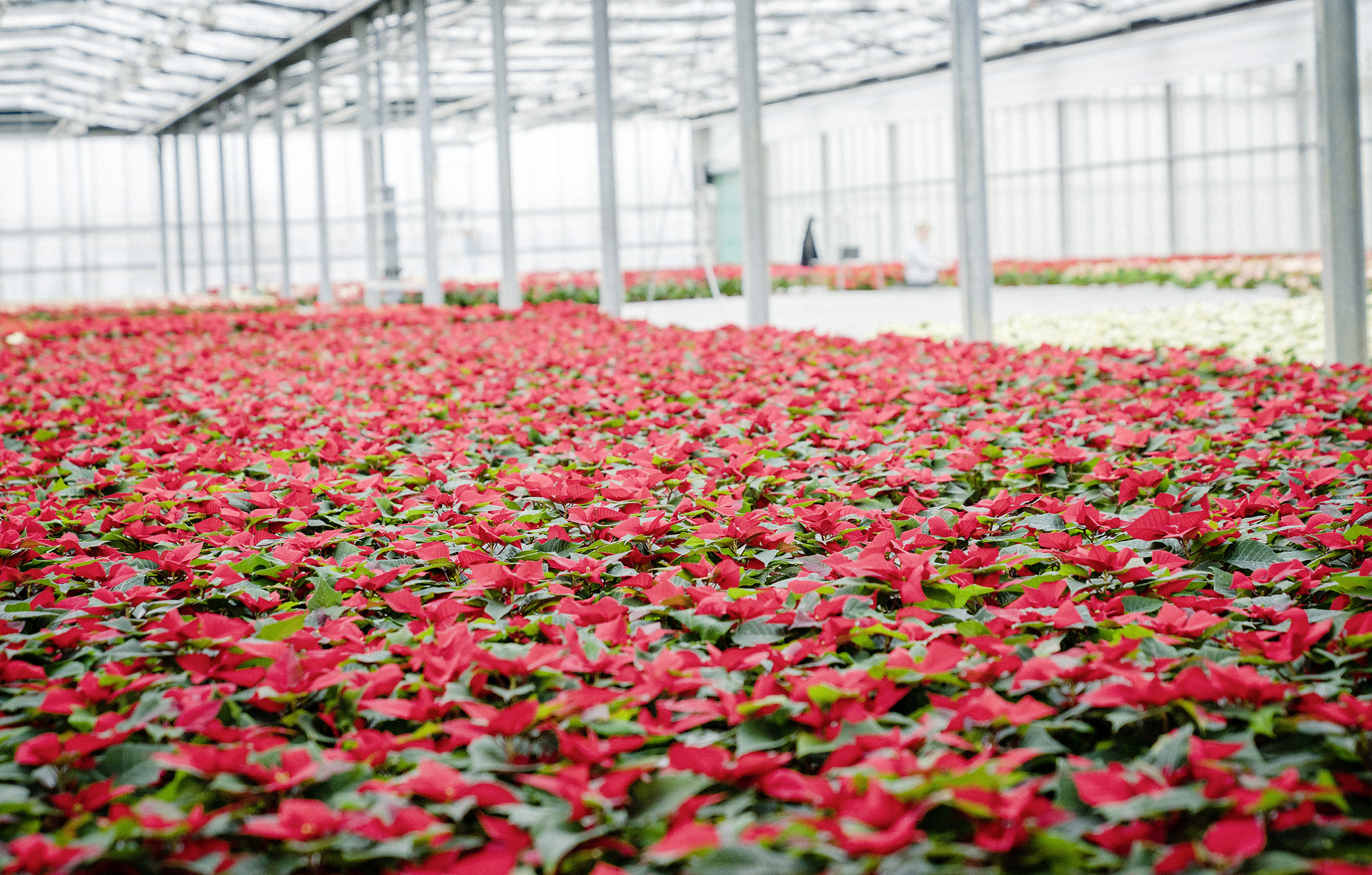 The Mercedes-Benz Atego delivers poinsettias during the  advent period