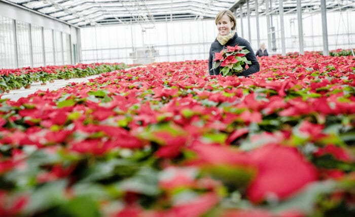 The Mercedes-Benz Atego delivers poinsettias during the  advent period