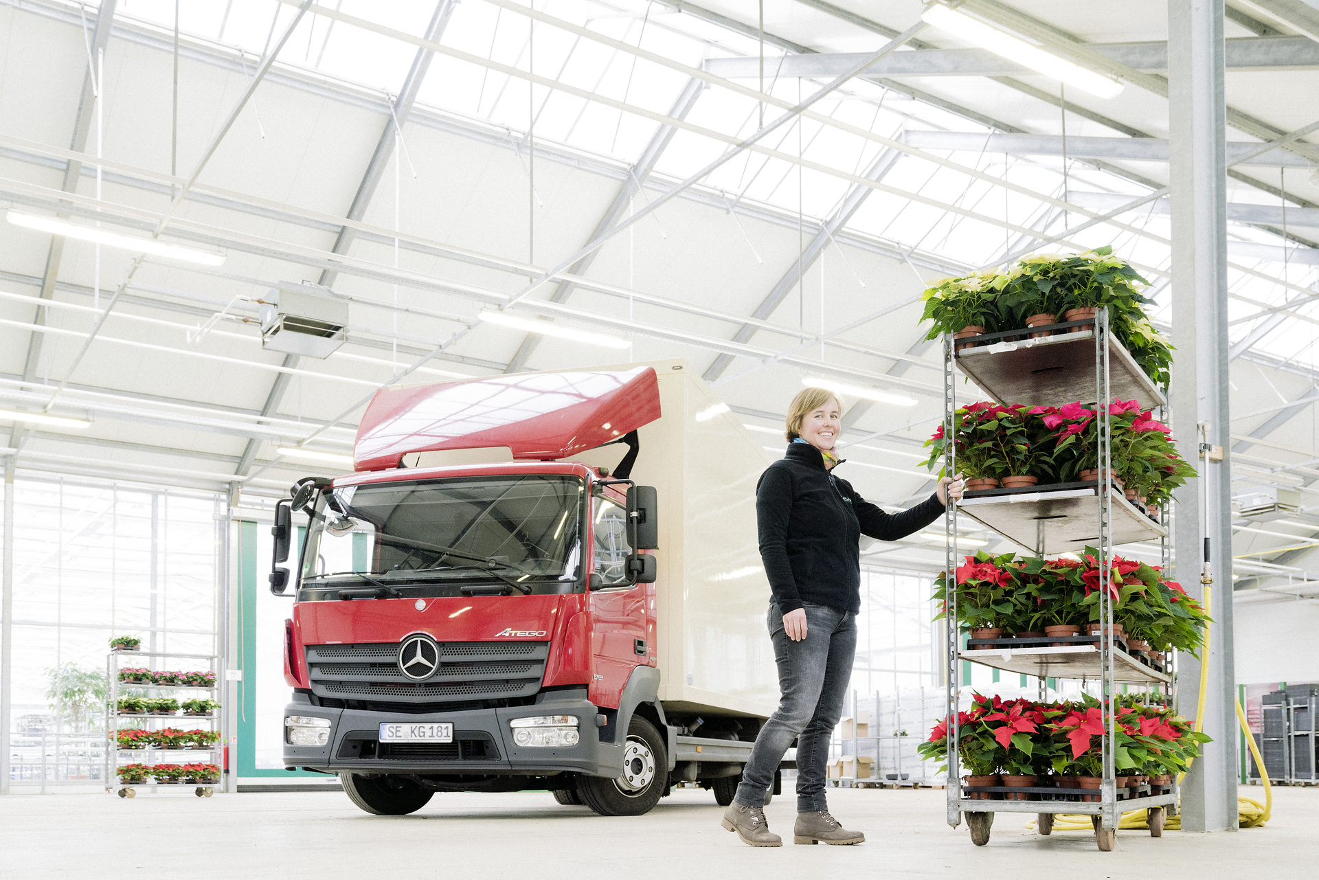 Inga Balke ist die Chefin der Gärtnerei Krayenhagen. Jetzt kurz vor der Adventszeit sind es vor allem Weihnachtssterne, mit denen ihr Mercedes-Benz Atego 818 beladen ist. Advent, Advent… Mercedes-Benz Atego bringt Weihnachtssterne