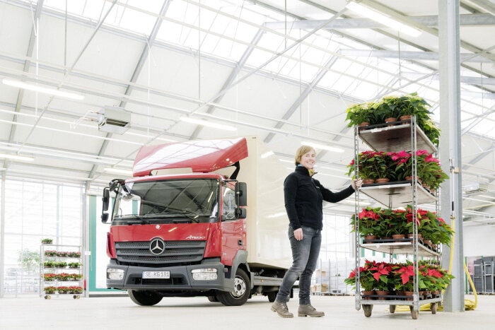 The Mercedes-Benz Atego delivers poinsettias during the  advent period