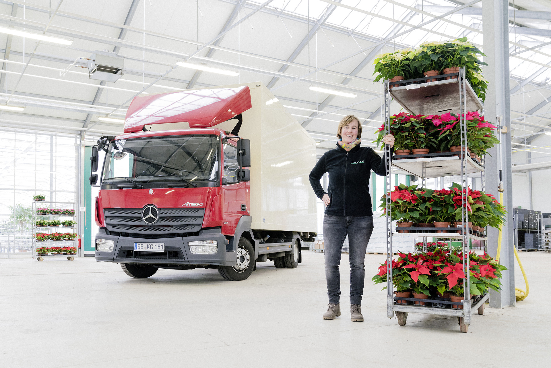 Inga Balke ist die Chefin der Gärtnerei Krayenhagen. Jetzt kurz vor der Adventszeit sind es vor allem Weihnachtssterne, mit denen ihr Mercedes-Benz Atego 818 beladen ist. Advent, Advent… Mercedes-Benz Atego bringt Weihnachtssterne