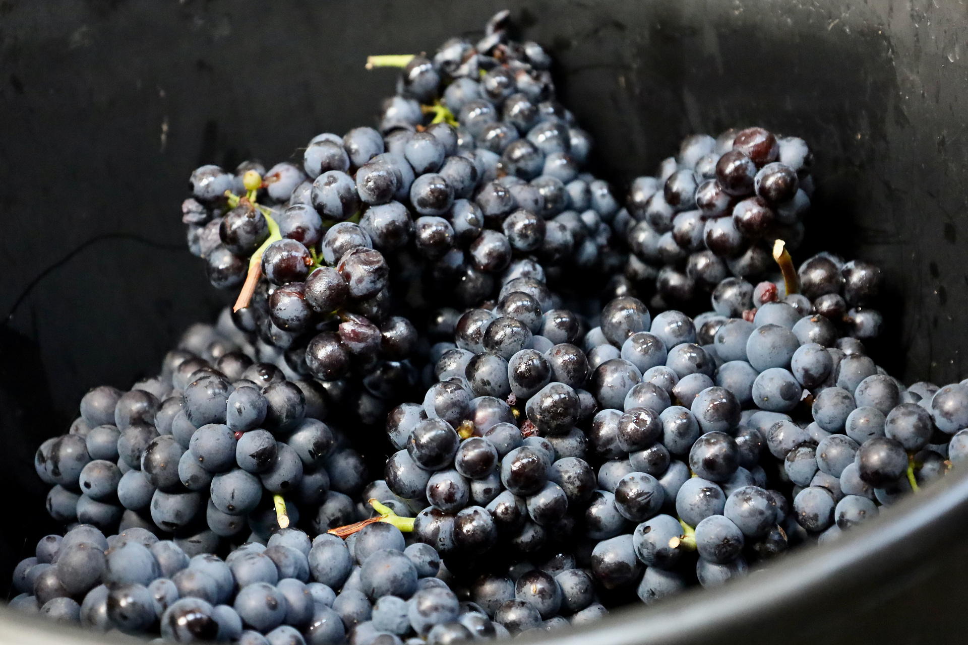 From electricity to foam: eActros 600 in operation during the grape harvest From electricity to foam: eActros 600 in operation during the grape harvest