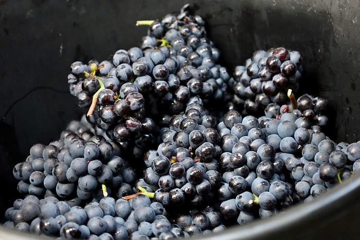 From electricity to foam: eActros 600 in operation during the grape harvest