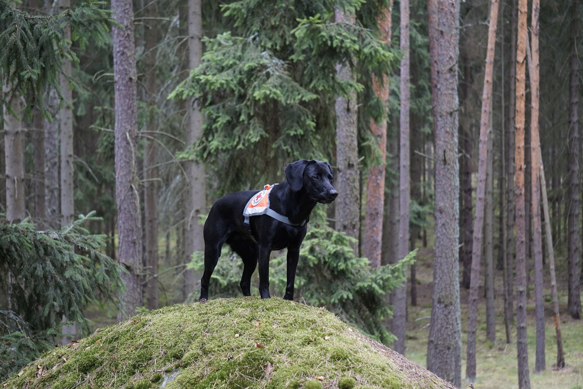 Working Together for Good: Employees and the Company Donate Around €275,000 with Daimler Truck ProCent